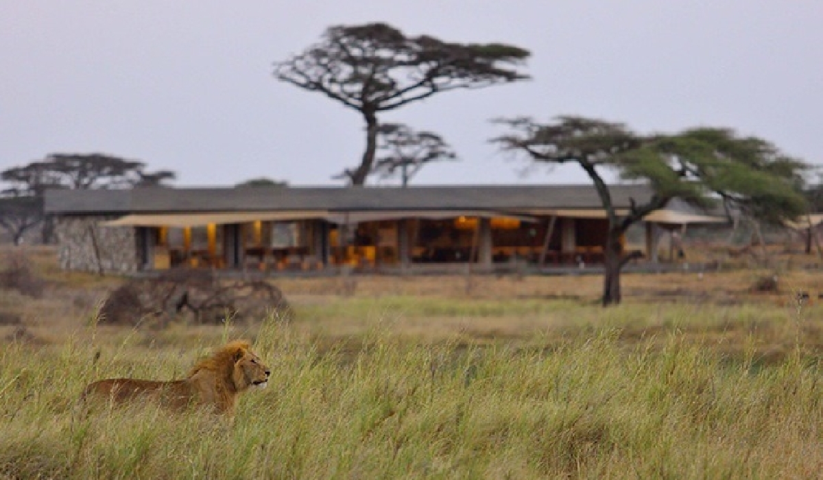 Un lion mâle aux abords de la tente mess du camp Namiri Plains