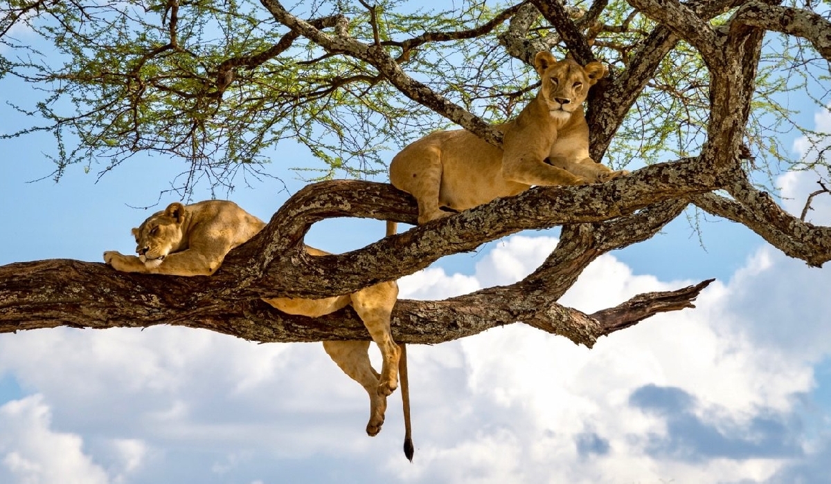 Lions dans les arbres dans le parc national du lac Manyara