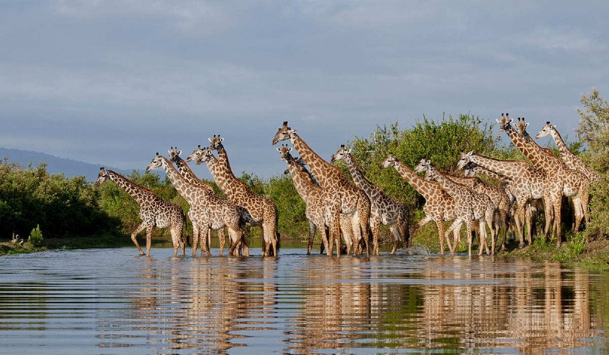 Colonie de girafes dans les eaux du lac Siwandu dans le Selous