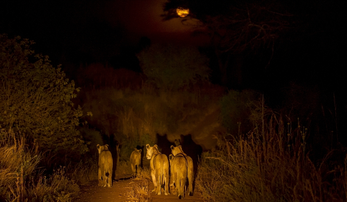Safari de nuit dans la zone protégée de Grumeti