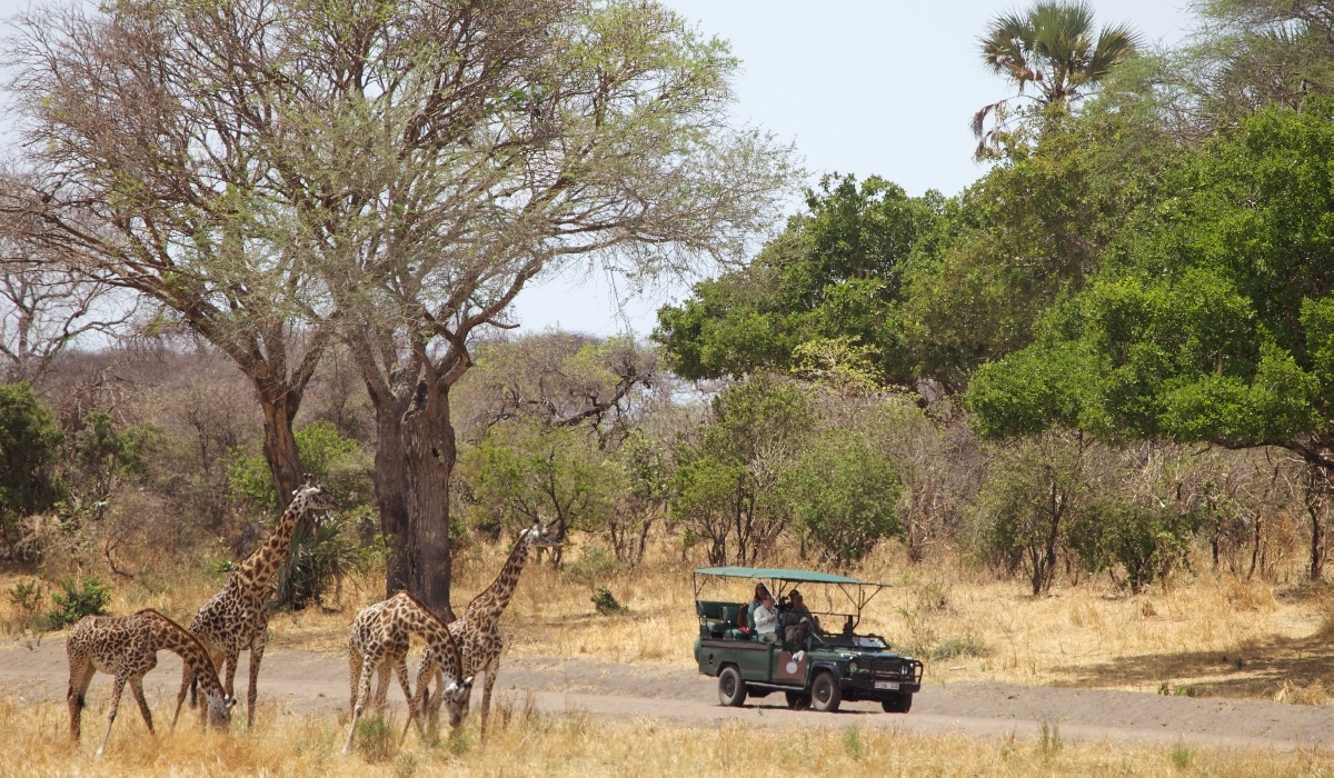 Safari en 4x4 dans le parc de Katavi avec l'équipe du Katavi Wildlife Camp