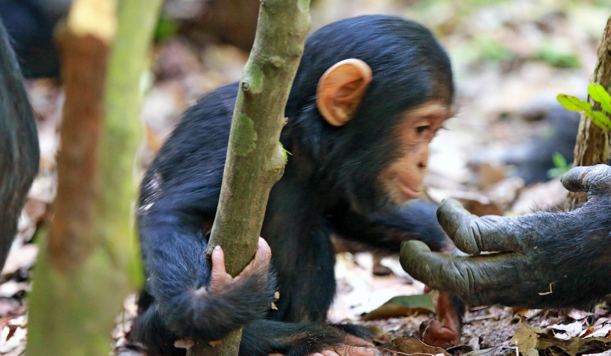 Bébé chimpanzé dans le parc national de Mahale
