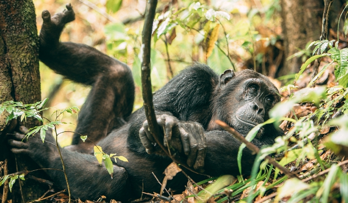 Rencontre avec les chimpanzés de Mahale