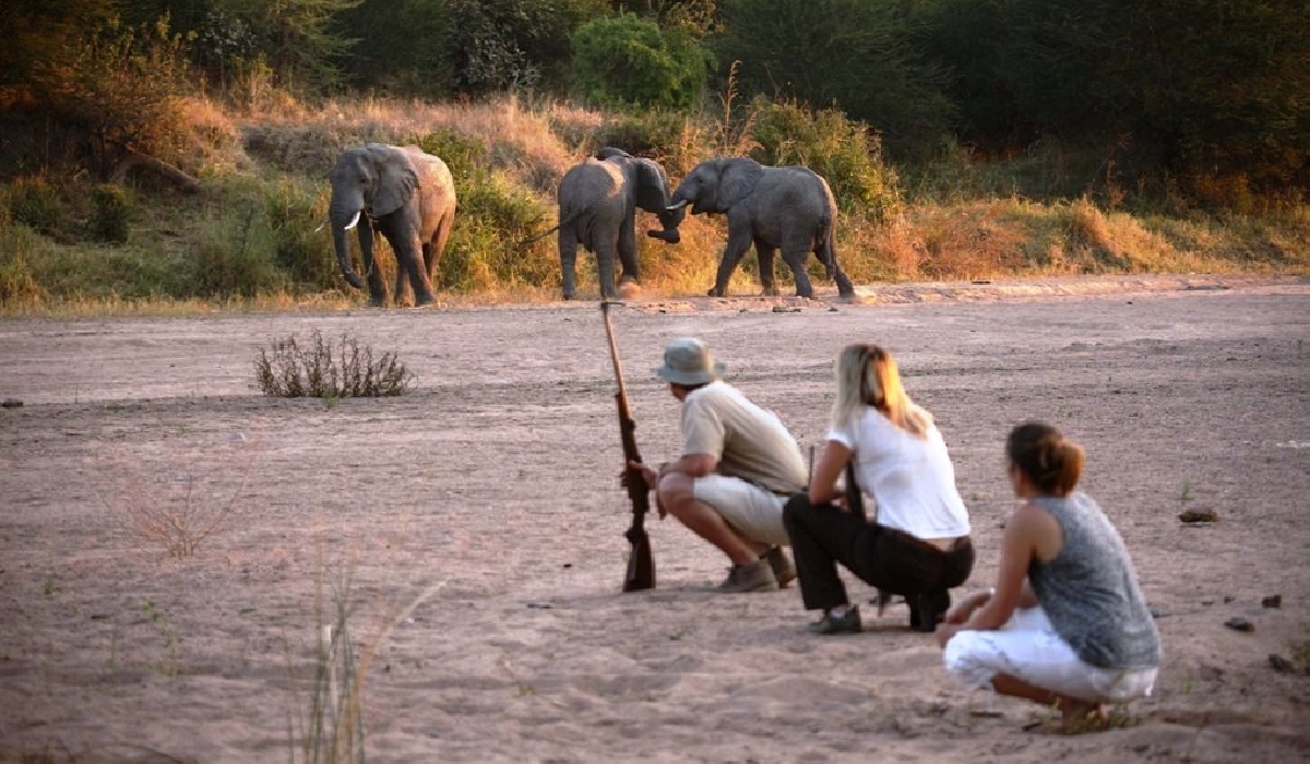 Rencontre plein d'adrénalines lors d'un safari à pied à Ruaha 