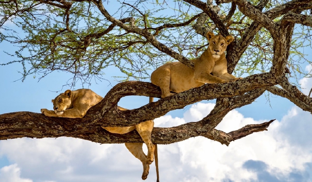 Les célèbres lions dans les arbres du parc du lac Manyara
