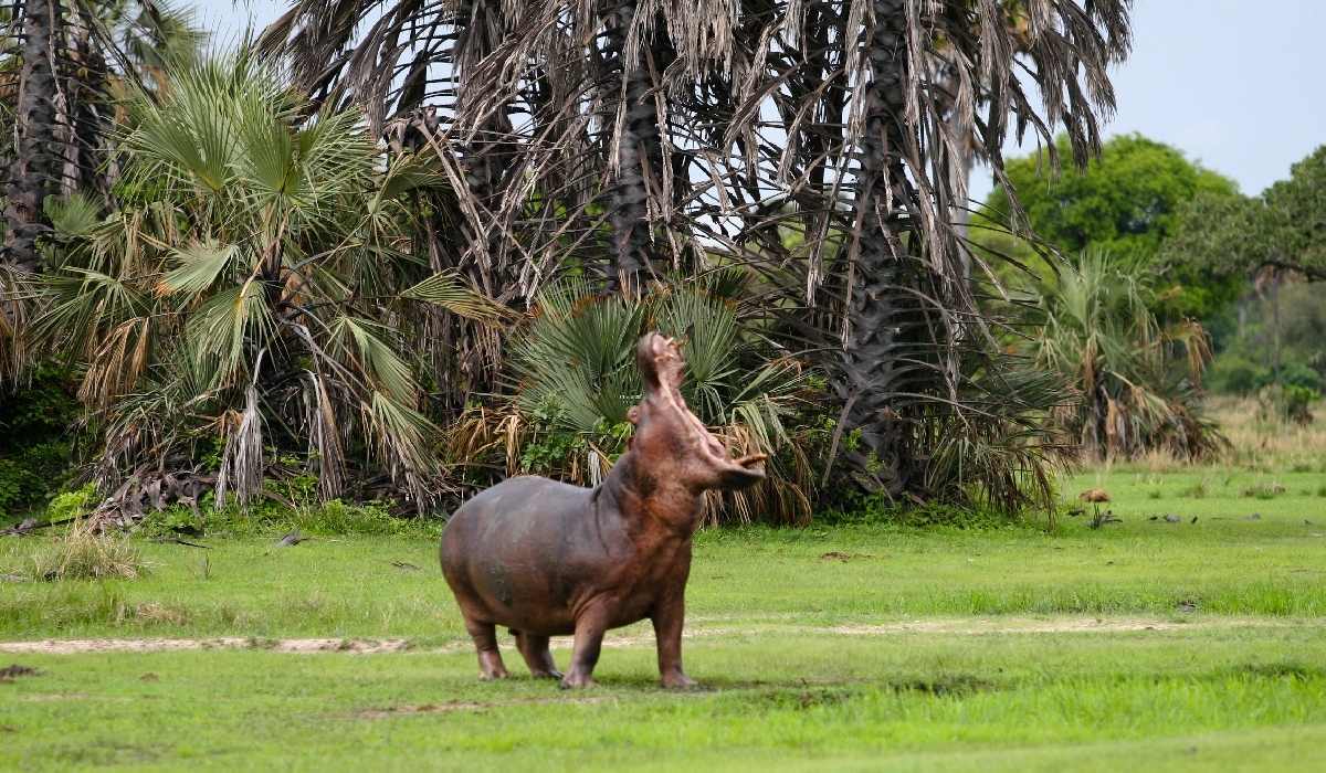 Mâle dominant hippopotame dans le parc de Katavi
