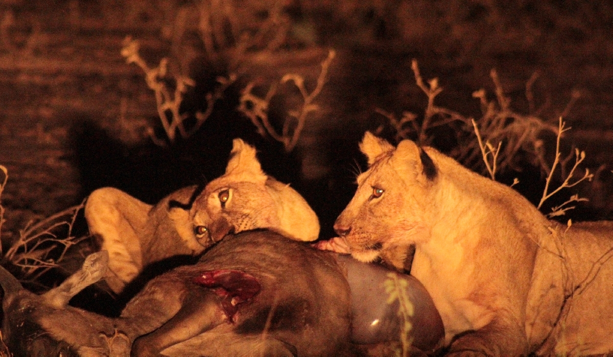 Scène de brousse au cours d'un safari de nuit en 4x4 organisé par le Grumeti Hills
