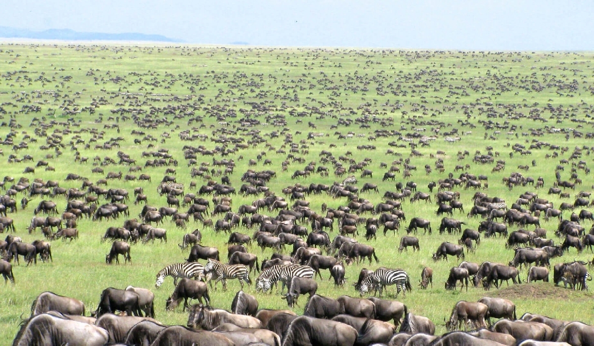 Gnous et zèbres remplissant les plaines infinies du sud du Serengeti