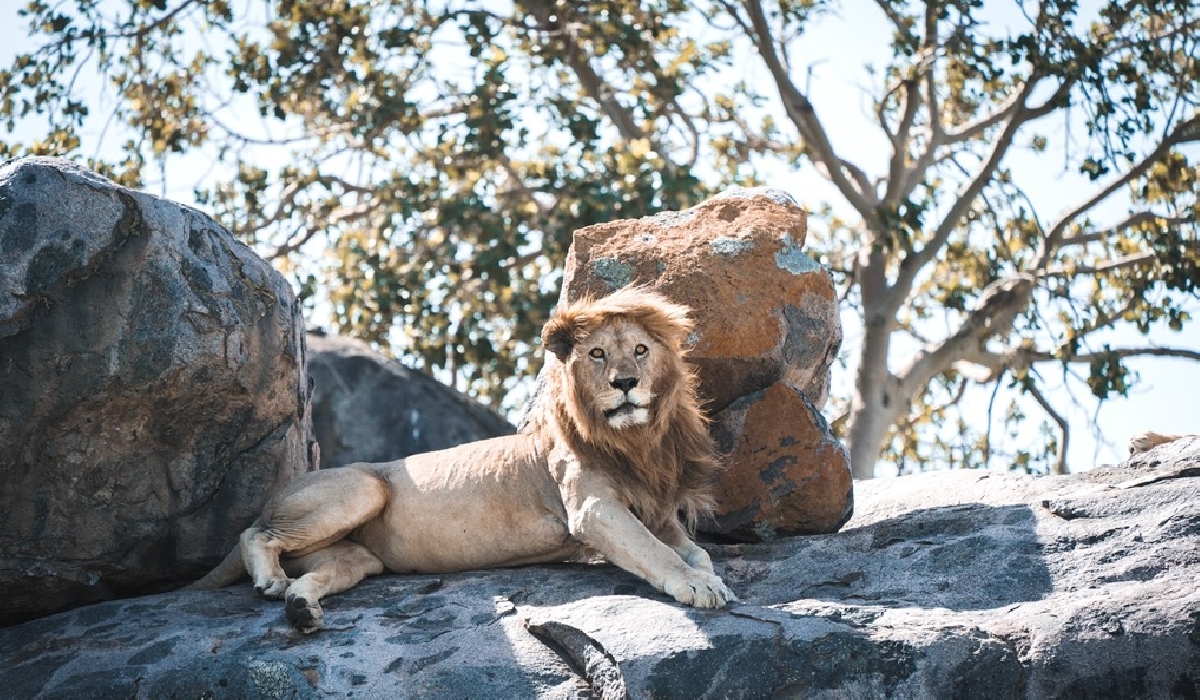 Un lion sur un Kopje dans le parc national du Serengeti