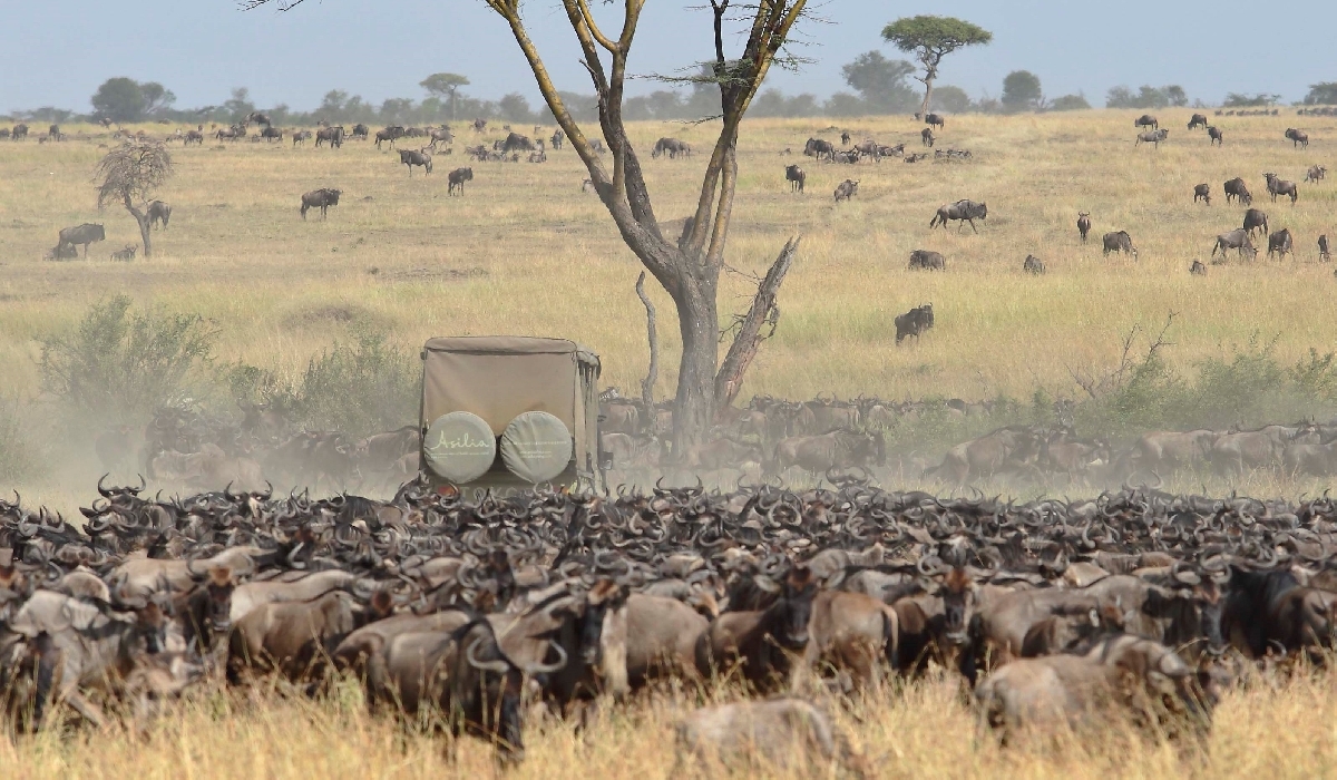 Safari en 4x4 au coeur de la grande migration dans le Serengeti 