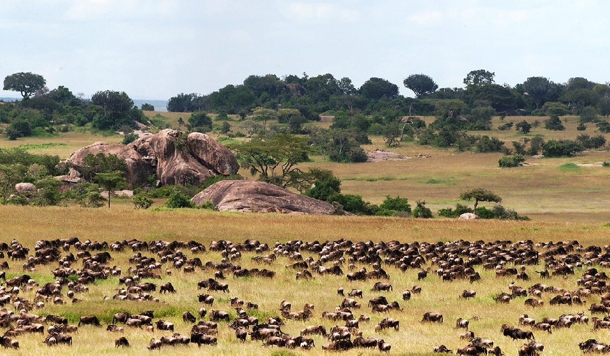 Concentration de gnous dans une plaine du Serengeti