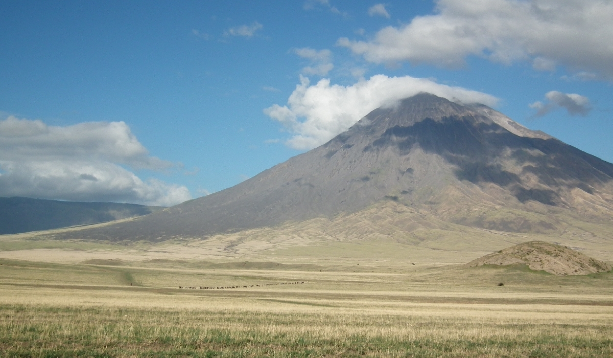 Troupeau de bovins au pied du volcan Lengaï