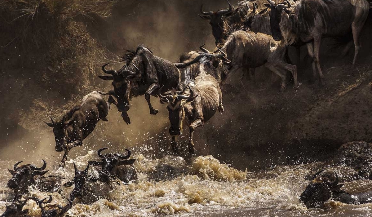 Périlleuse traversée de la rivière Mara par les troupeaux de la grande migration