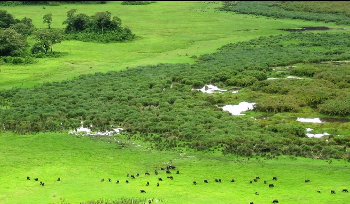 Vue aérienne sur le parc national d'Arusha