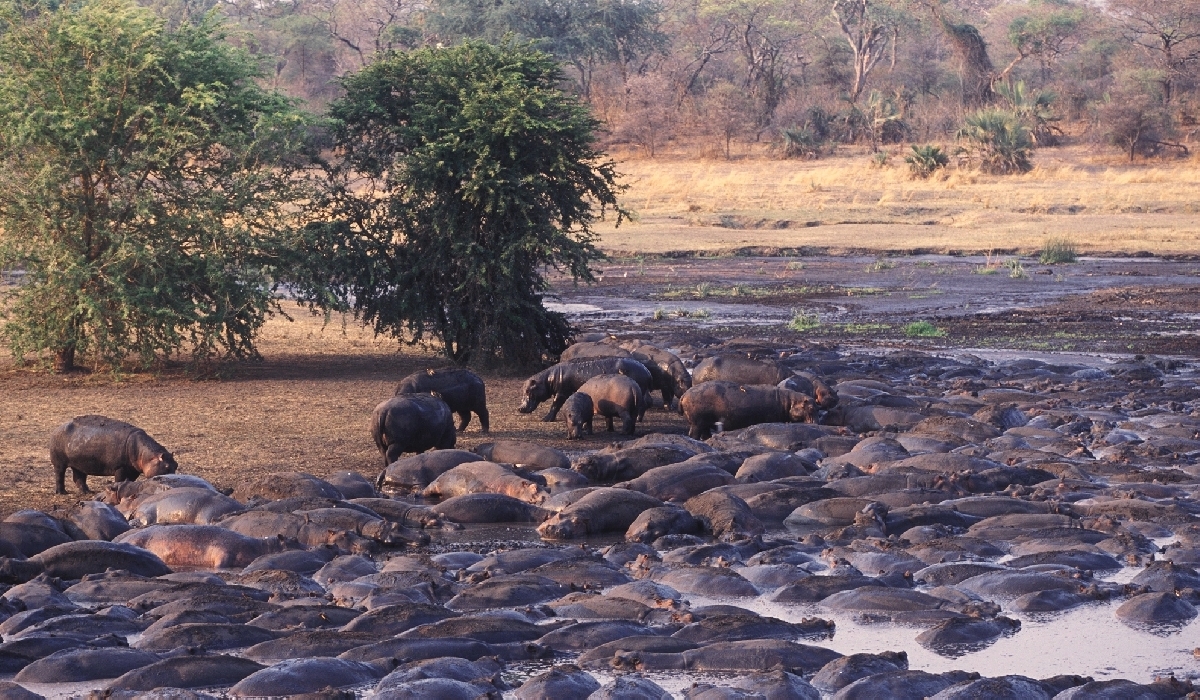 Impressionnantes concentrations d'hippopotames en saison sèche dans le parc de Katavi