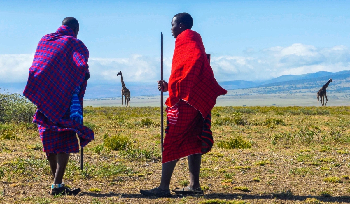 Guerriers masaïs et girafes observées dans la région d'Olduvai