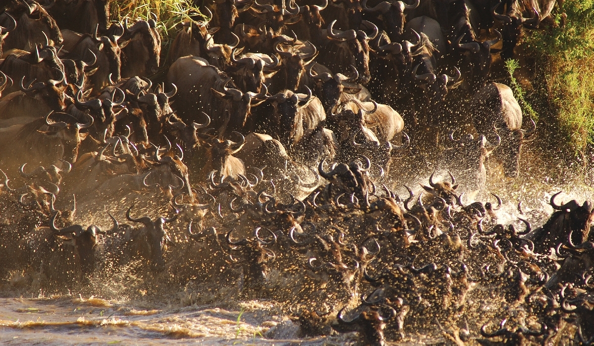 Gros plans la concentration de gnous traversant la rivière Mara dans le nord du Serengeti