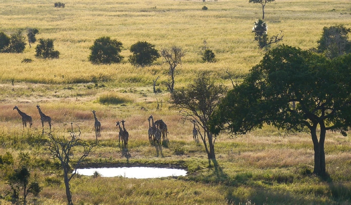 Concentration de girafes près d'un water hole dans le parc de Mikumi