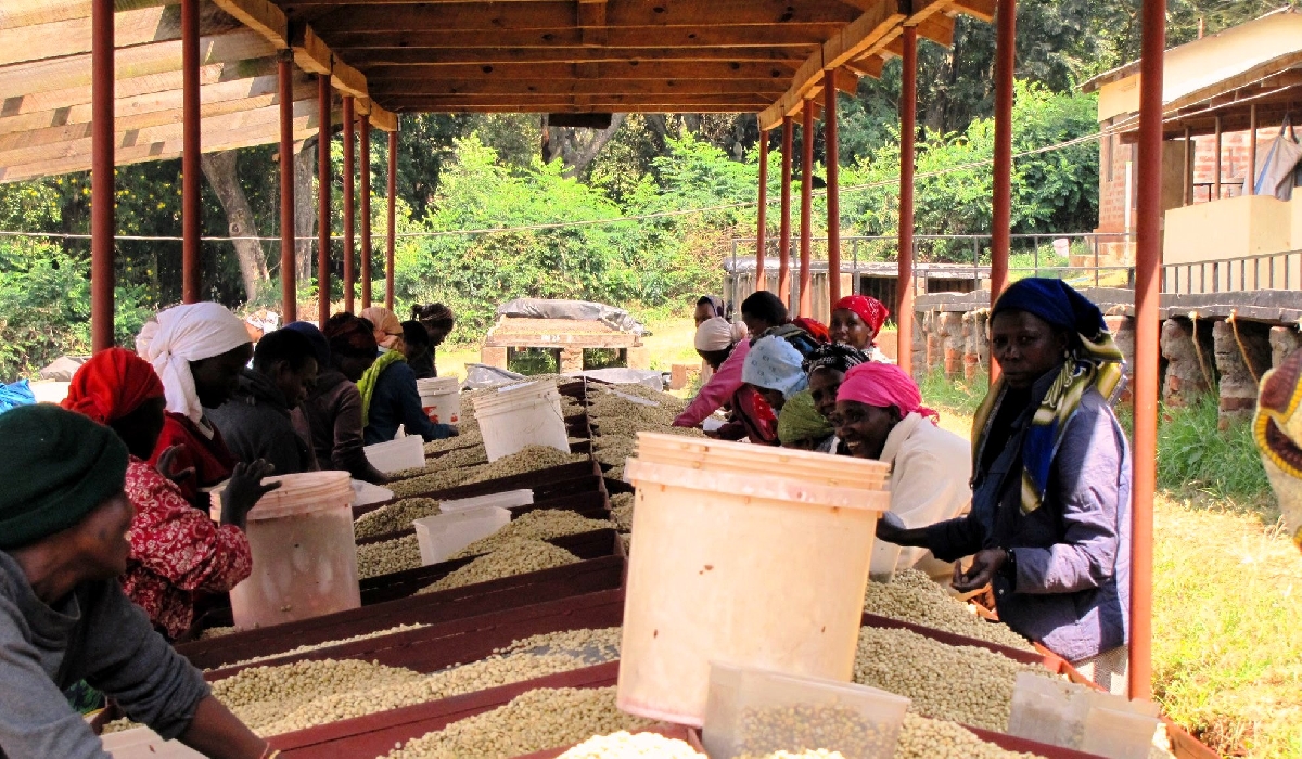 La plantation de café de Ngila dans la région du Rift 