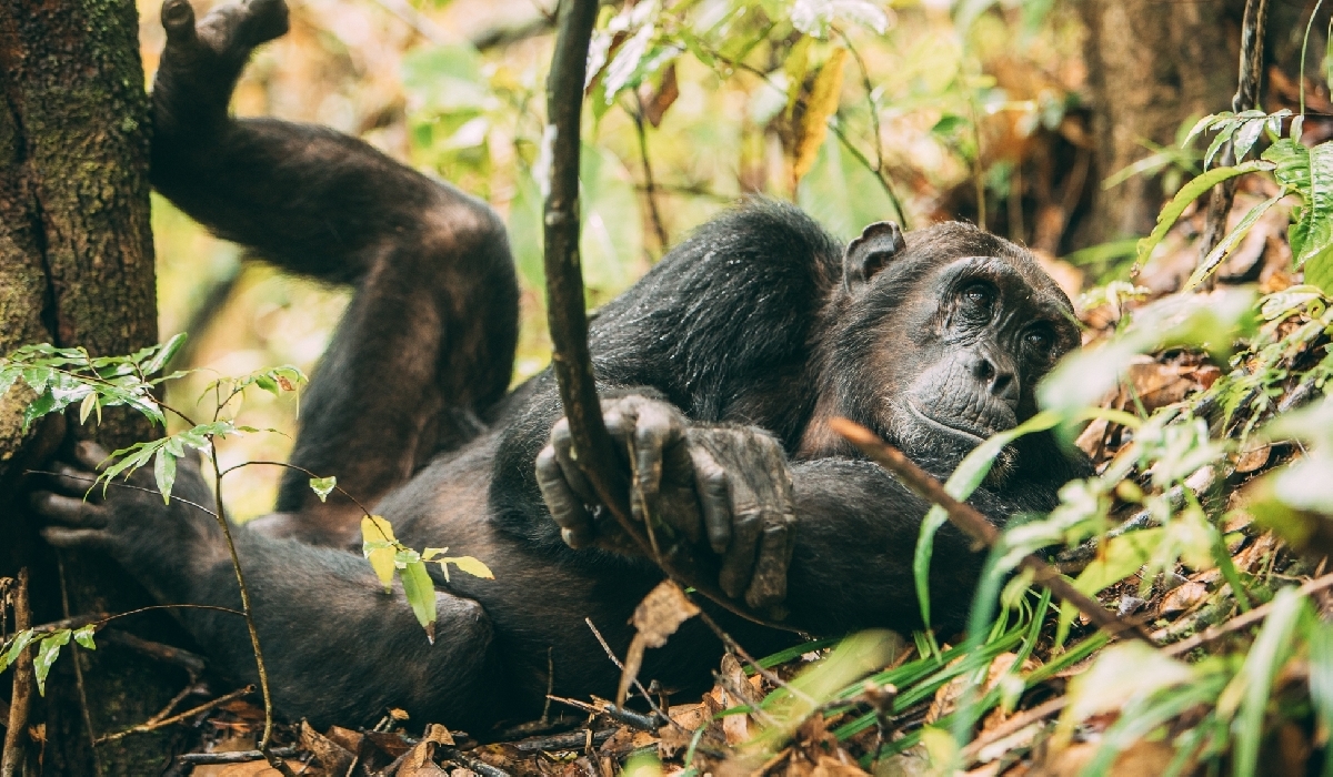 Expérience unique à Mahale à la rencontre des chimpanzés en liberté