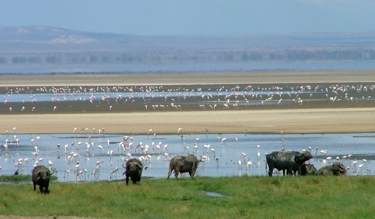 Paysages du parc national du lac Manyara