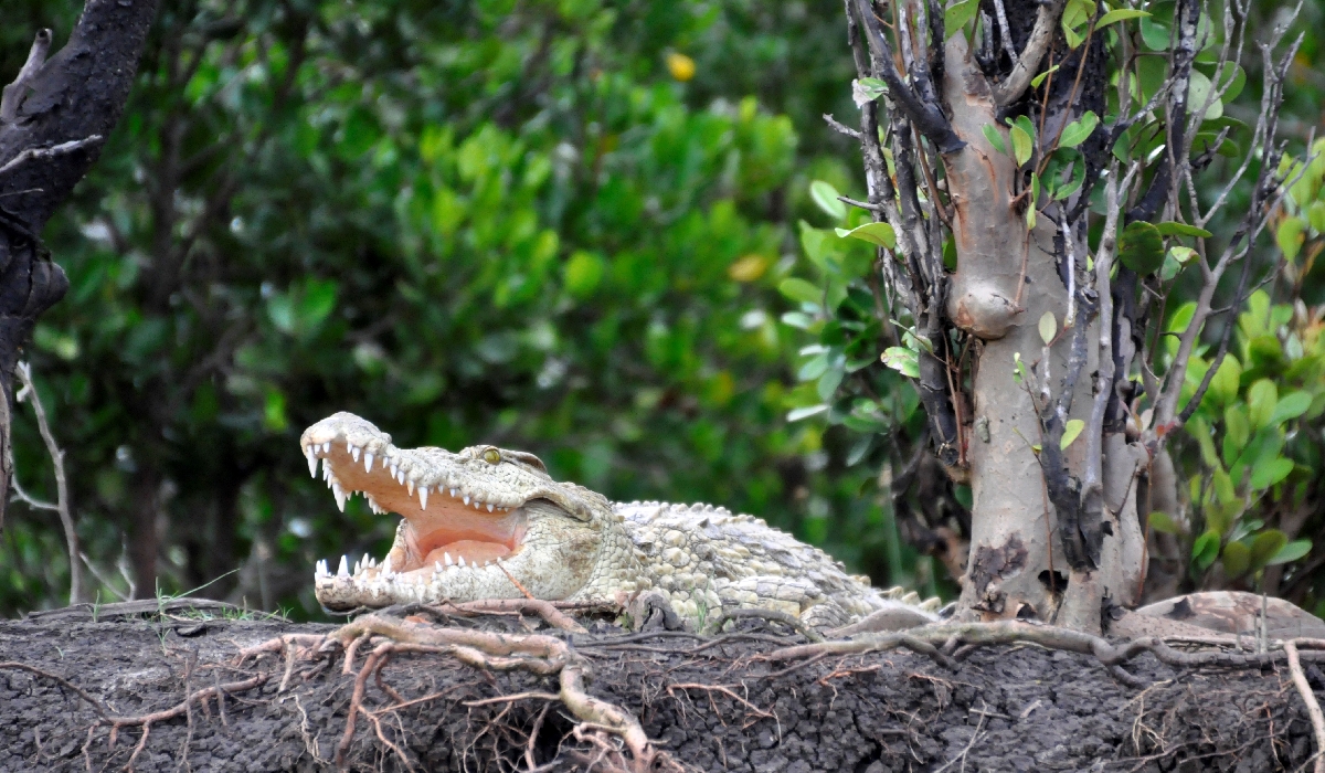 Crocodile sur les rives de la rivière Wami - Saadani