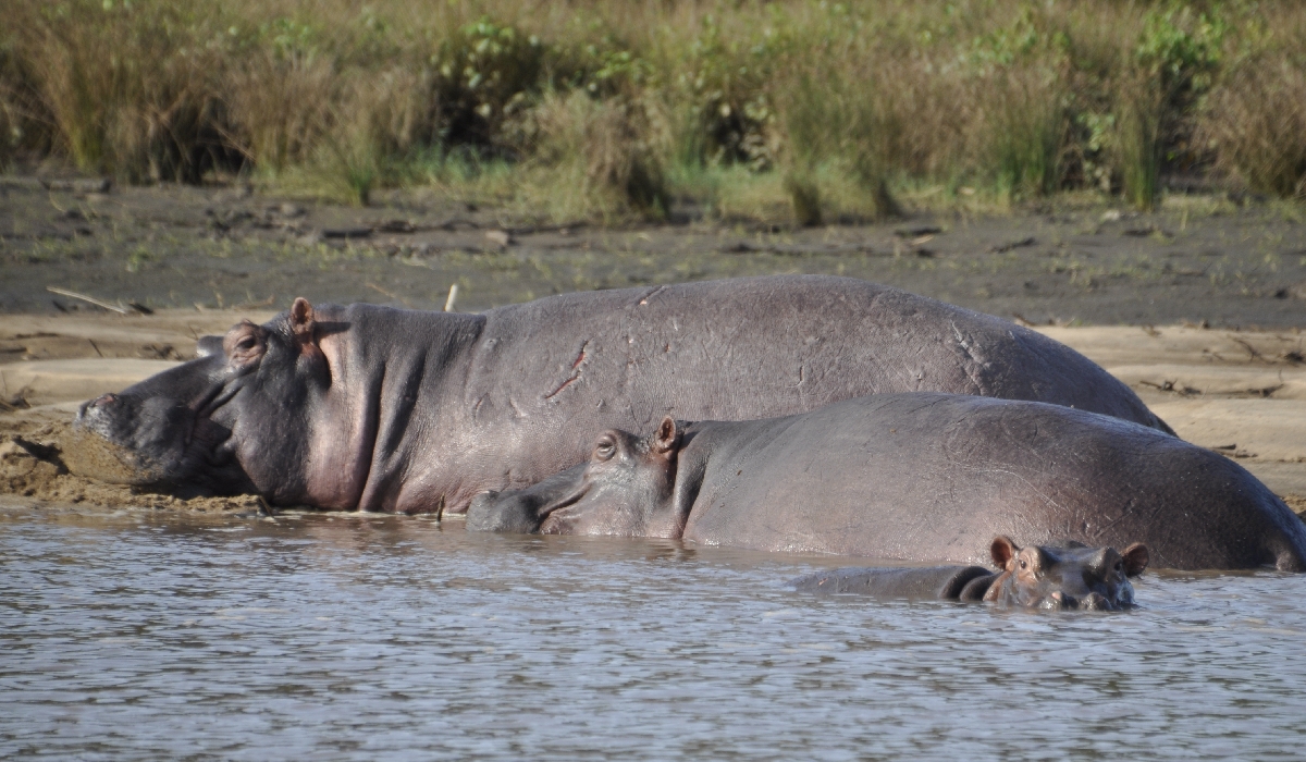 Hippopotames de la rivière Wami - Saadani